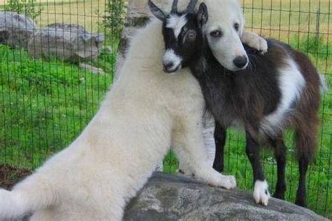 Question Are Goats Good With Dogs Exploring This Unique Animal Friendship