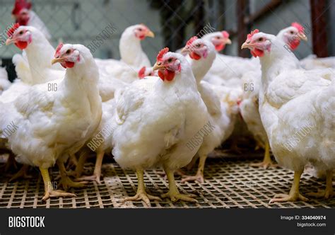 Poultry Farm Broiler Image And Photo Free Trial Bigstock