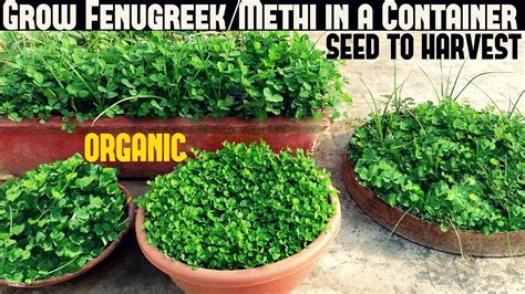 How To Grow Fenugreekmethi In A Container With Full Updates Youtube