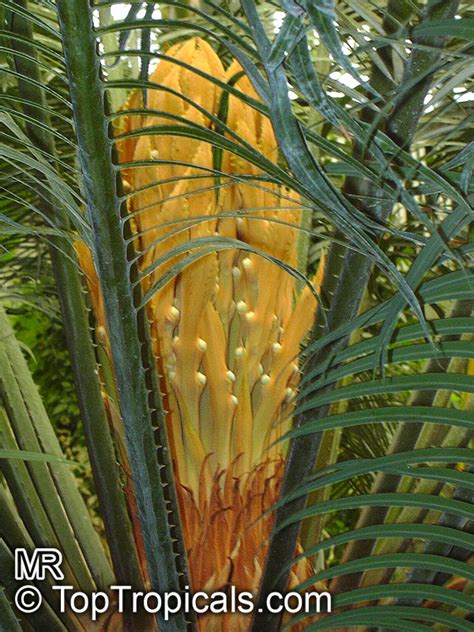 Cycas circinalis, Cycas undulata, Cycas wallichii, Queen Sago