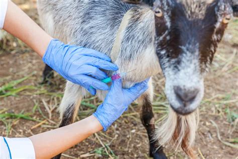 Caseous Lymphadenitis In Sheep And Goats Symptoms Treatment And