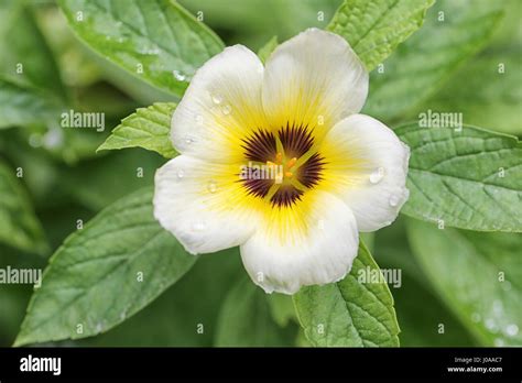 Turnera Subulata Or White Sage Rose Flower In The Morning At Public