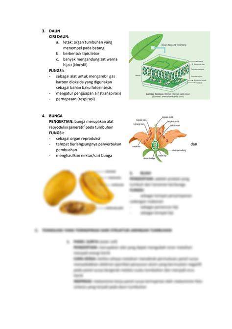 Solution Struktur Dan Fungsi Tumbuhan Studypool
