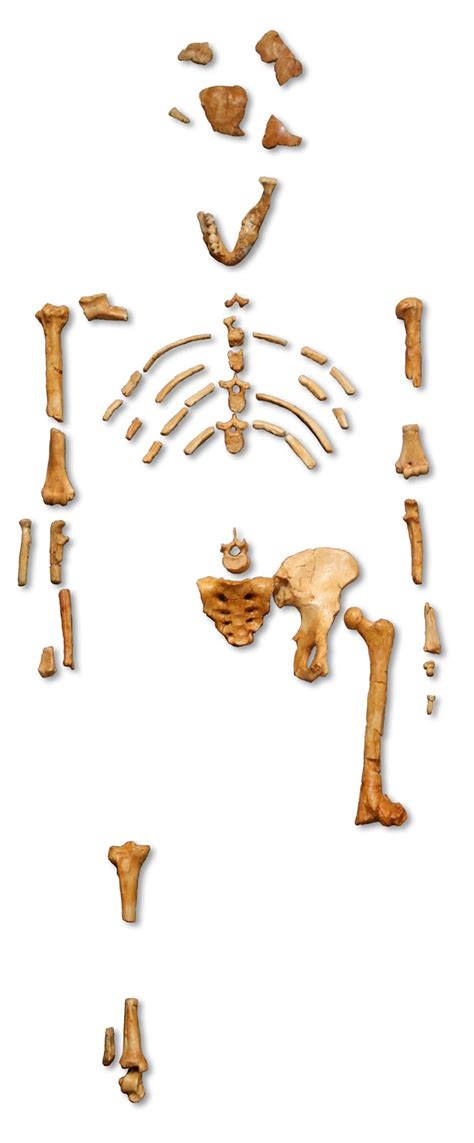 Human Evolution : Lucy (Australopithecus afarensis)