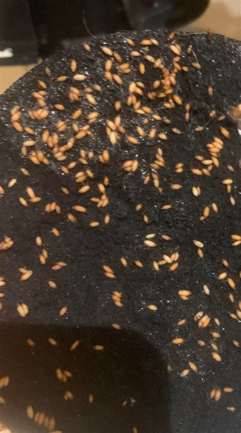 How do I avoid maggot eggs in my countertop Compost filter? : r/composting