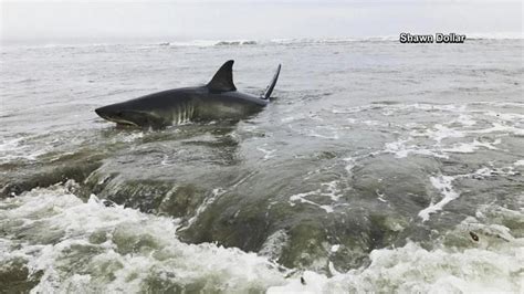 Beached Great White Shark