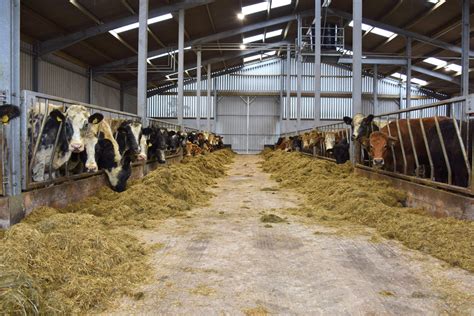 New Beef House For Finishing Cattle Grainews