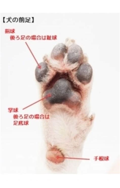 犬の肉球の役割とトラブル、対処法！ ザラザラなのは？ 犬 All About