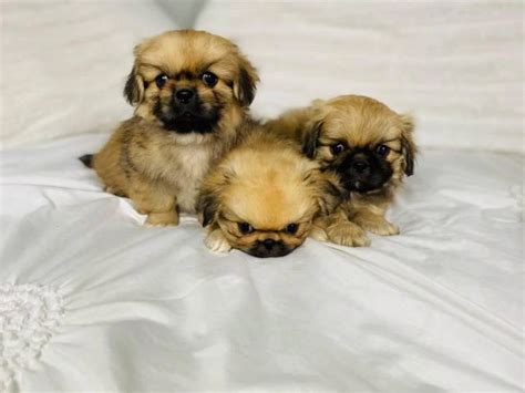 Incredibly Sweet Full Blooded Pekingese Puppies In Cookeville Puppies