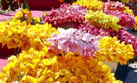 Many Yellow and Pink Orchids Flowering Stock Image - Image of colorful ...