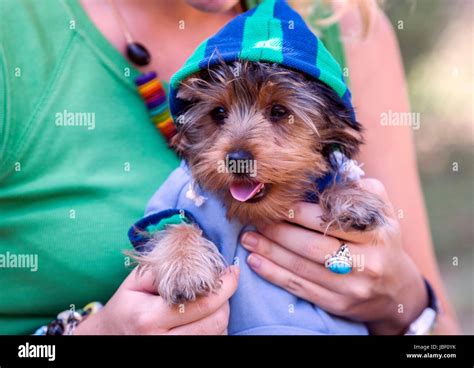 Yorkshire Terrier And Poodle Hi Res Stock Photography And Images Alamy