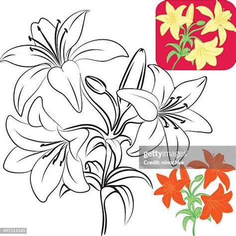 Lily Pad Clip Art Photos And Premium High Res Pictures Getty Images
