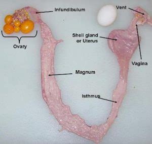 AVIAN REPRODUCTIVE SYSTEM – FEMALE – Small and backyard poultry