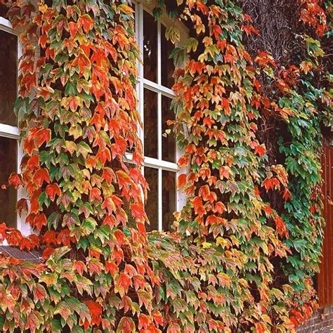 Plantes grimpantes qui nabîment pas les murs 6 variétés pour décorer