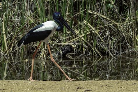 18 Wild Animals in El Salvador [Wildlife in El Salvador] - Kevmrc