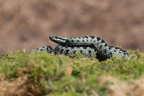 Where can I see the Common European Adder in the wild