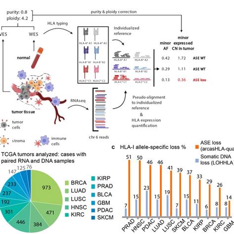 Hla Class I Allele Specific Expression Loss Contributes To Worse