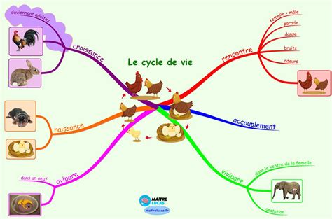 Le Cycle De Vie Des Etres Vivants Cp Ce1 Ce2 Cycle 2 Questionner Le