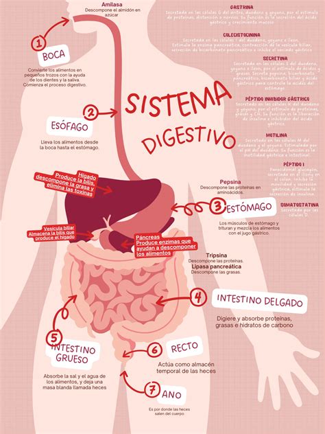 Descarga Vector De Plantilla De Infografia Del Sistema Digestivo Images