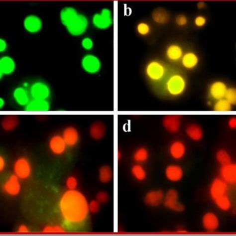 Fluorescent Microscopic Analysis Of Mcf 7 Cells Treated With Ethyl Download Scientific Diagram