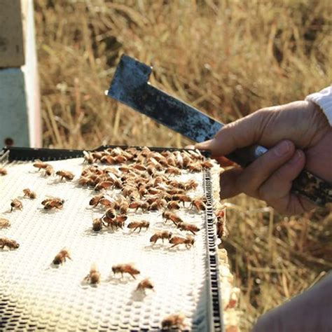 100% Pure New Zealand Honey Ltd - South Canterbury District Website