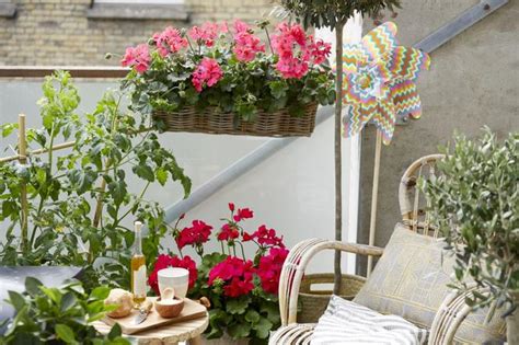 Pelargonie Kwiaty Idealne Na Balkon I Taras Co Zrobi Aby Pelargonie