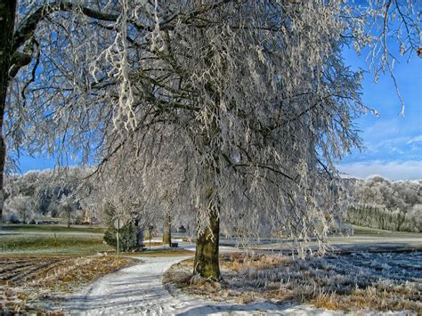 Free Images Landscape Tree Nature Forest Branch Snow Winter