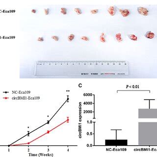 CircBMI1 Suppressed Tumor Growth In Nude Mice A Photograph Of Tumors