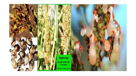 Diseases Of Sorghum Ppt