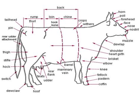 Nutritional Data at a Glance- Beef | Veterinarians medicine, Livestock ...