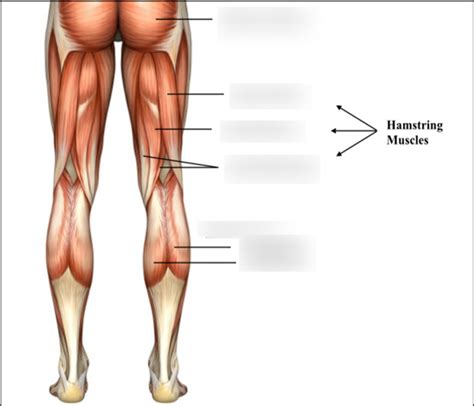 Hamstring Muscles Diagram Quizlet