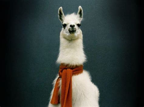 Llama Desktop Wallpapers - Top Free Llama Desktop Backgrounds - WallpaperAccess