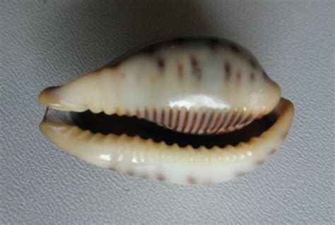 Cypraea Pyriformis Gray Shells Mu Le Lastury