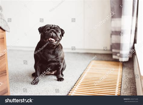 189 Pug Head Tilt Images Stock Photos And Vectors Shutterstock
