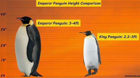 Emperor Penguin Height: How Does It Compare With Others?