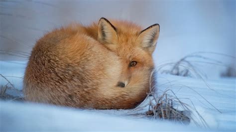 デスクトップ壁紙 雪 冬 コールド 野生動物 狐 ウィスカー 動物相 脊椎動物 哺乳類のような犬 レッドキツネ ウサギ