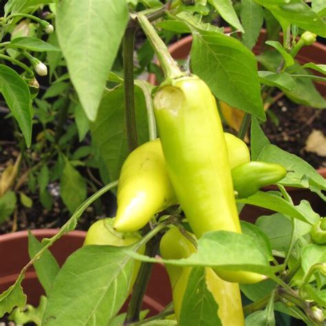 Chili Hungarian Hot Wax Capsicum Annuum Bio Ca Samen