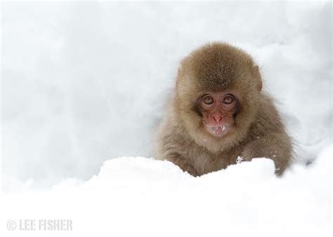 30 Stunning Photos of Snow Monkeys - Best Photography, Art, Landscapes and Animal Photography