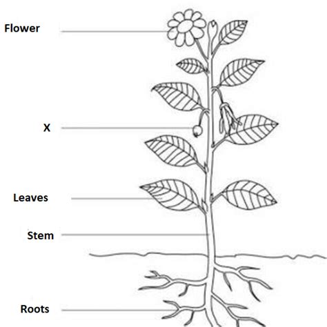 Draw The Diagram Of A Flower And Label The Pedicel Draw And