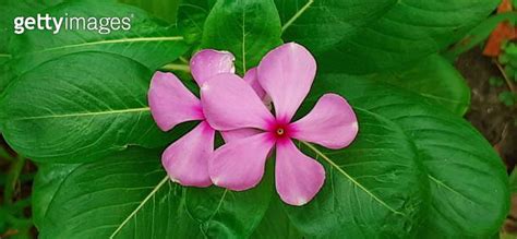 Twin Catharanthus Roseus Flowers on Green Leaves Background 이미지