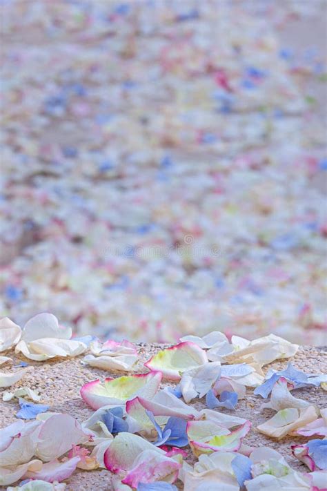 Petal Confetti Decoration of Wedding Stock Photo - Image of background ...