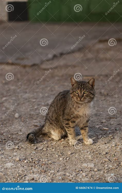 Gato Rayado Con Los Ojos Verdes Foto De Archivo Imagen De Gatos Cubo