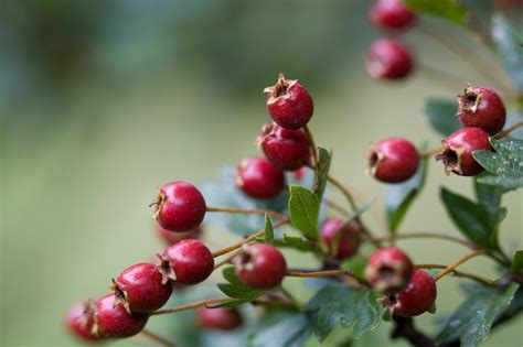 Hawthorn Berries