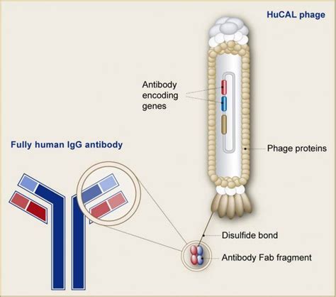 Phage Display A Powerful Technique And Its Applications Communicating Science 2019w212