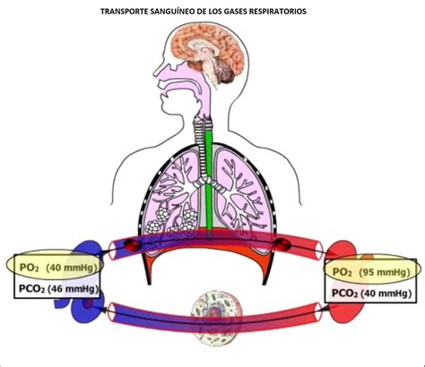 Transporte De Gases Respiratorios Webfisio