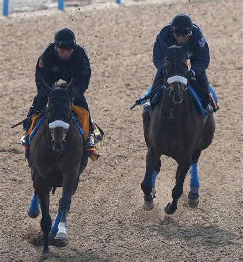 【共同通信杯】ダノンザタイガー Wコースで馬なり余力残したまま併せ馬、国枝師「予定通り」 スポニチ競馬web