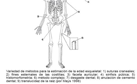 Ceanfi Centro De Estudiantes De Antropología Física Forense