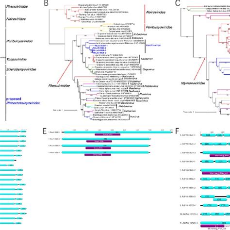 Ml Phylogenetic Trees Based On The Rdrp Regions And Genome Organization