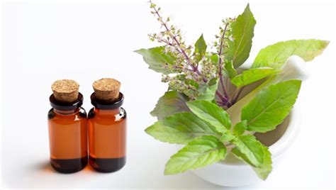 Top 5 Benefits Of Basil Essential Oil Purecult®