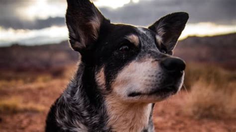 Dog’s Unlikely Toy Choice for a Game of Fetch Has People Cracking Up ...